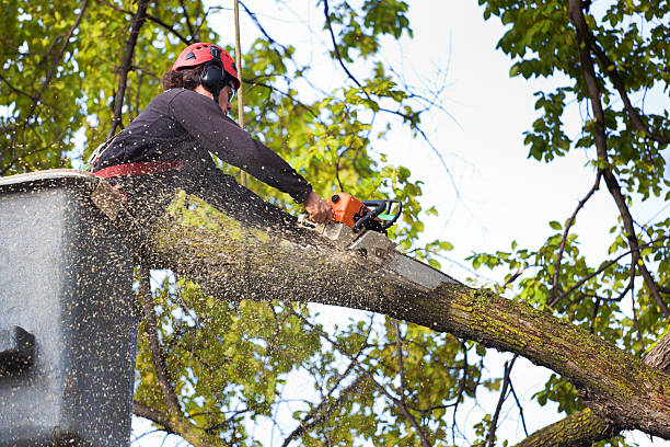 Tree Removal for Businesses in Key West, FL